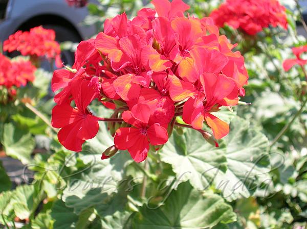 Pelargonium X Hybridum - Zonal Geranium